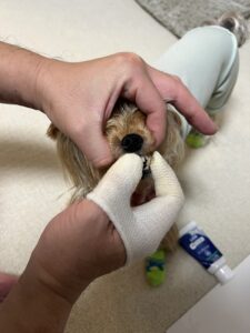 上あご持ち上げて歯を磨かれてるコタロー