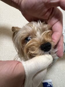 何年経っても歯磨き嫌いなコタロー