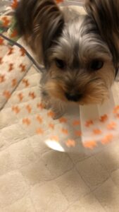 2歳のヨークシャーテリア・コタローがエリザベスカラーをつけている様子