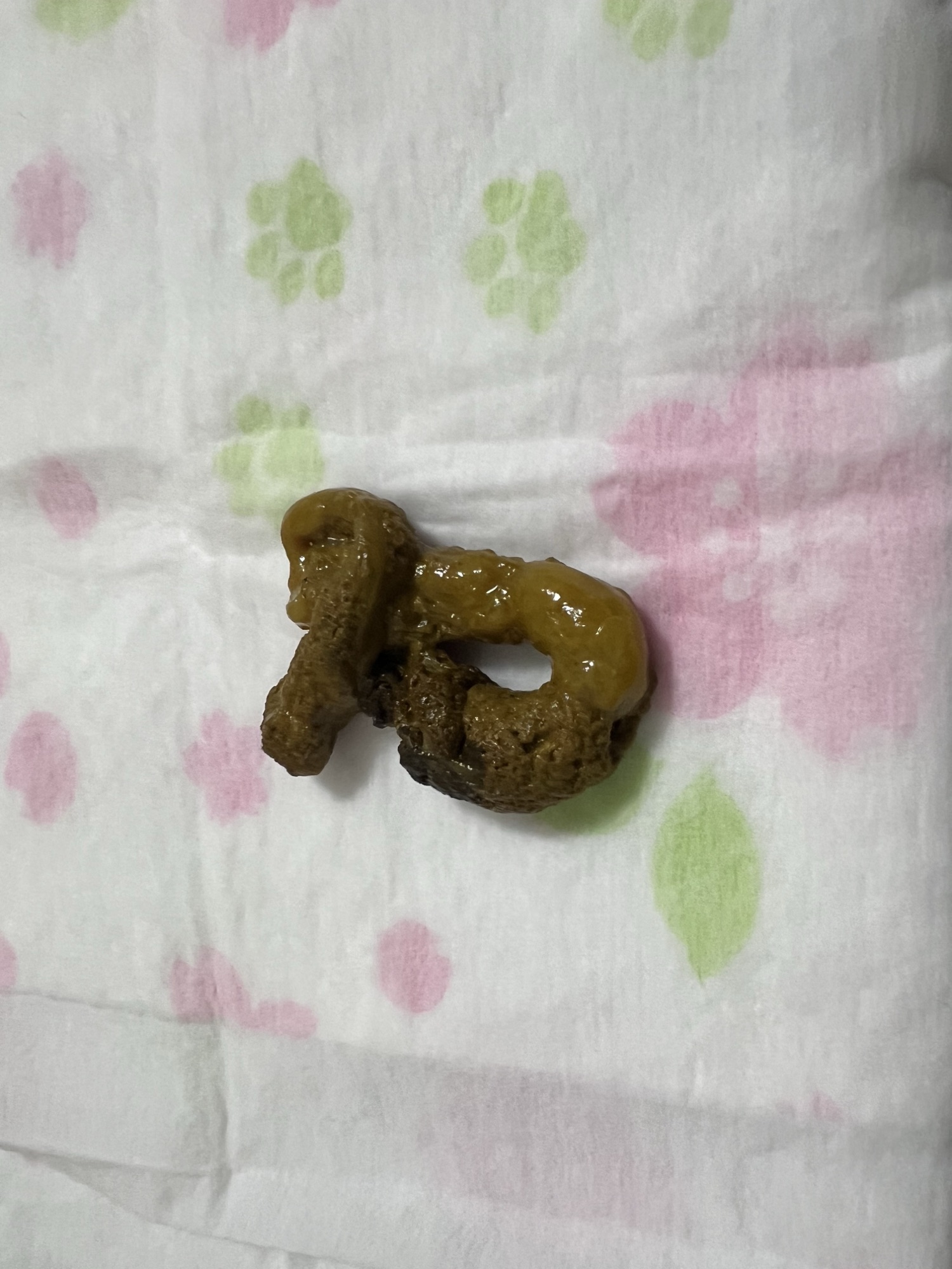 大腸炎になったコタローの便に付着した黄色っぽいゼリー状のもの