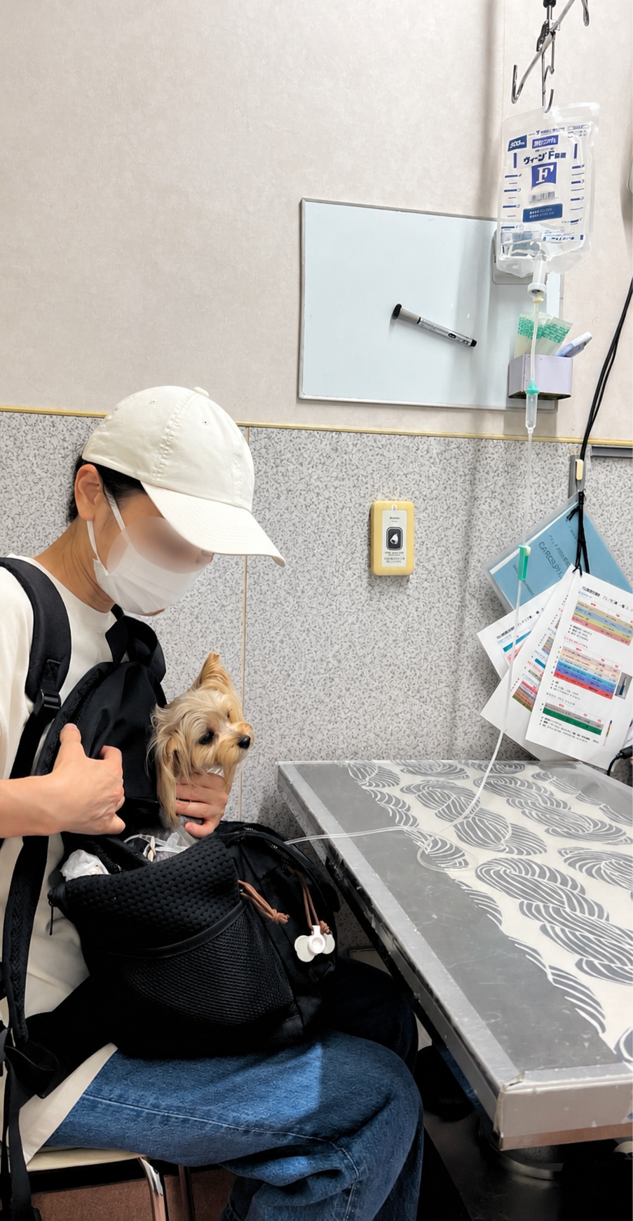 下痢と嘔吐で動物病院の輸液を受けるヨークシャーテリア