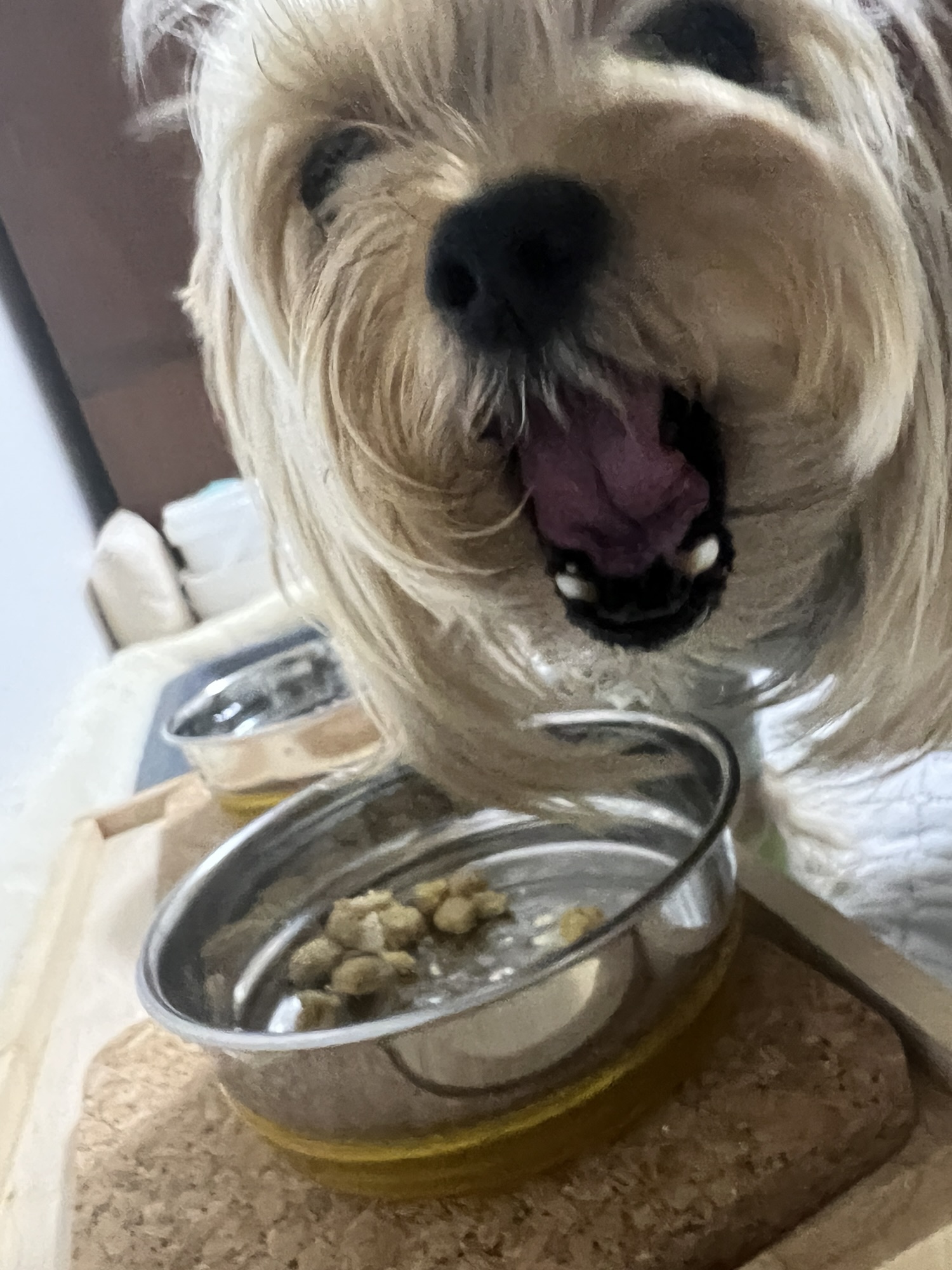 ご飯が残ったお皿の前で大きく口を開けるヨークシャーテリアのコタロー