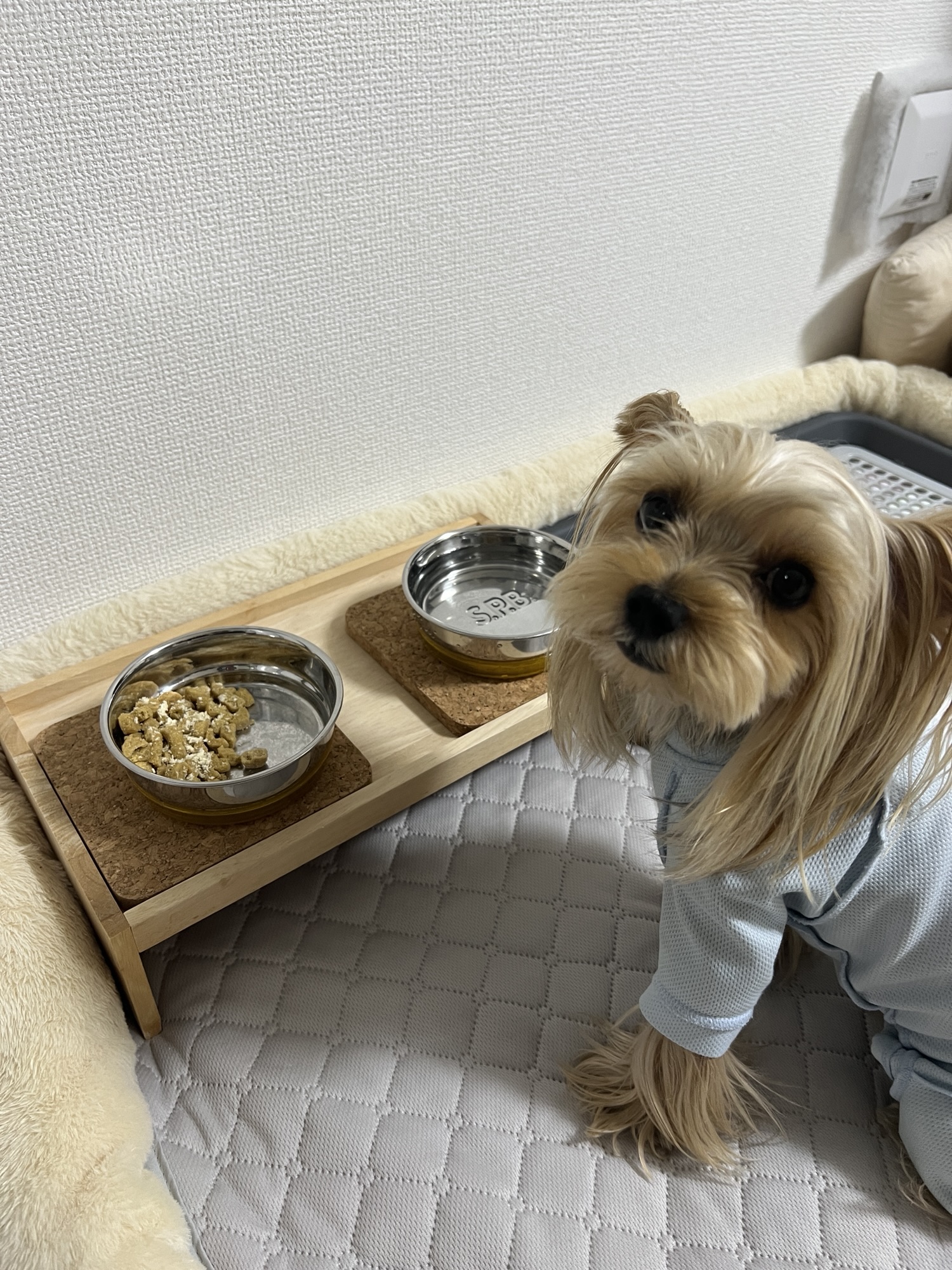 ふりかけをかけたドッグフードの横にいるヨークシャーテリアのコタロー