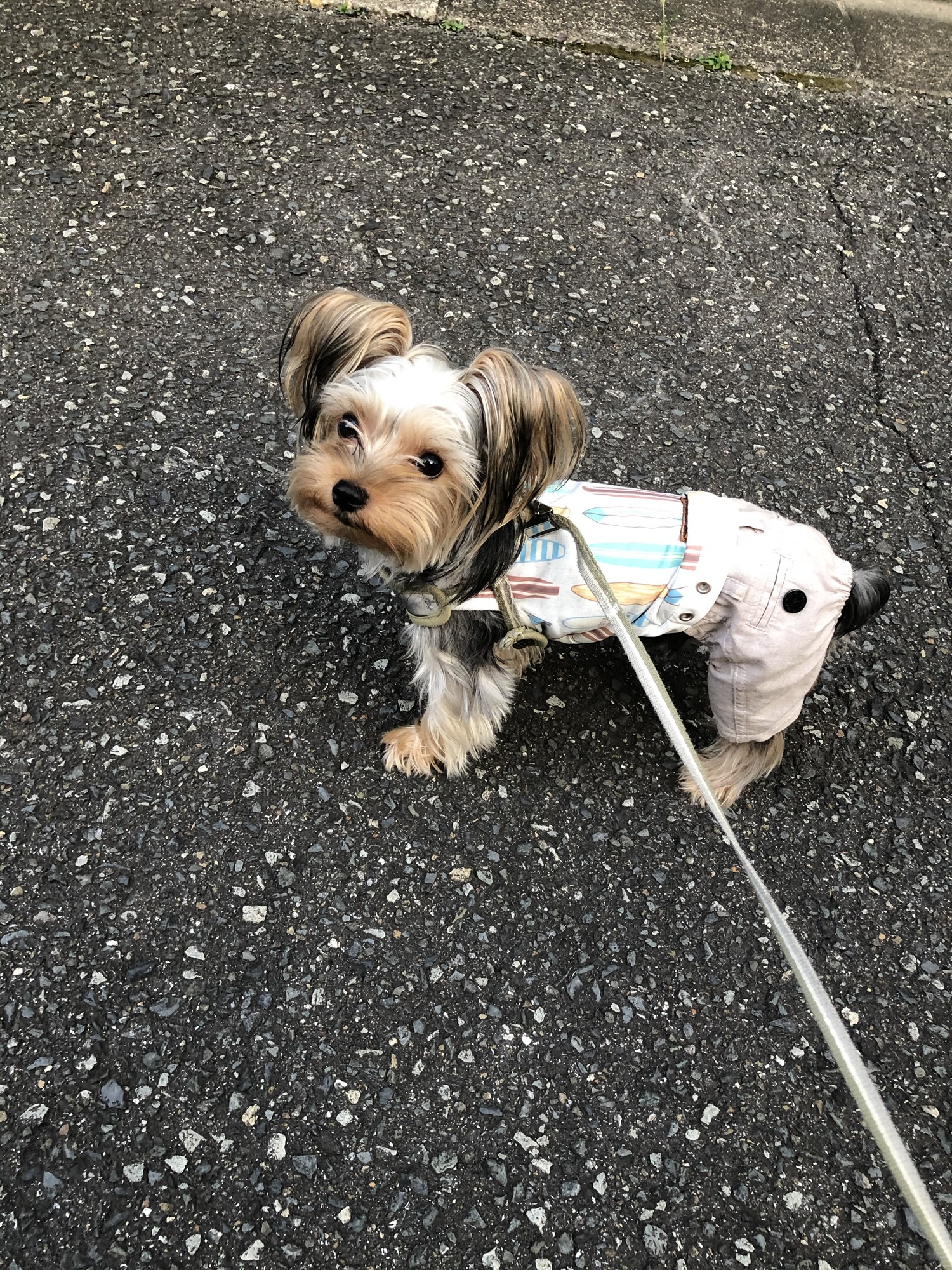 迷い犬を発見した当時の愛犬ヨークシャーテリアのコタロー