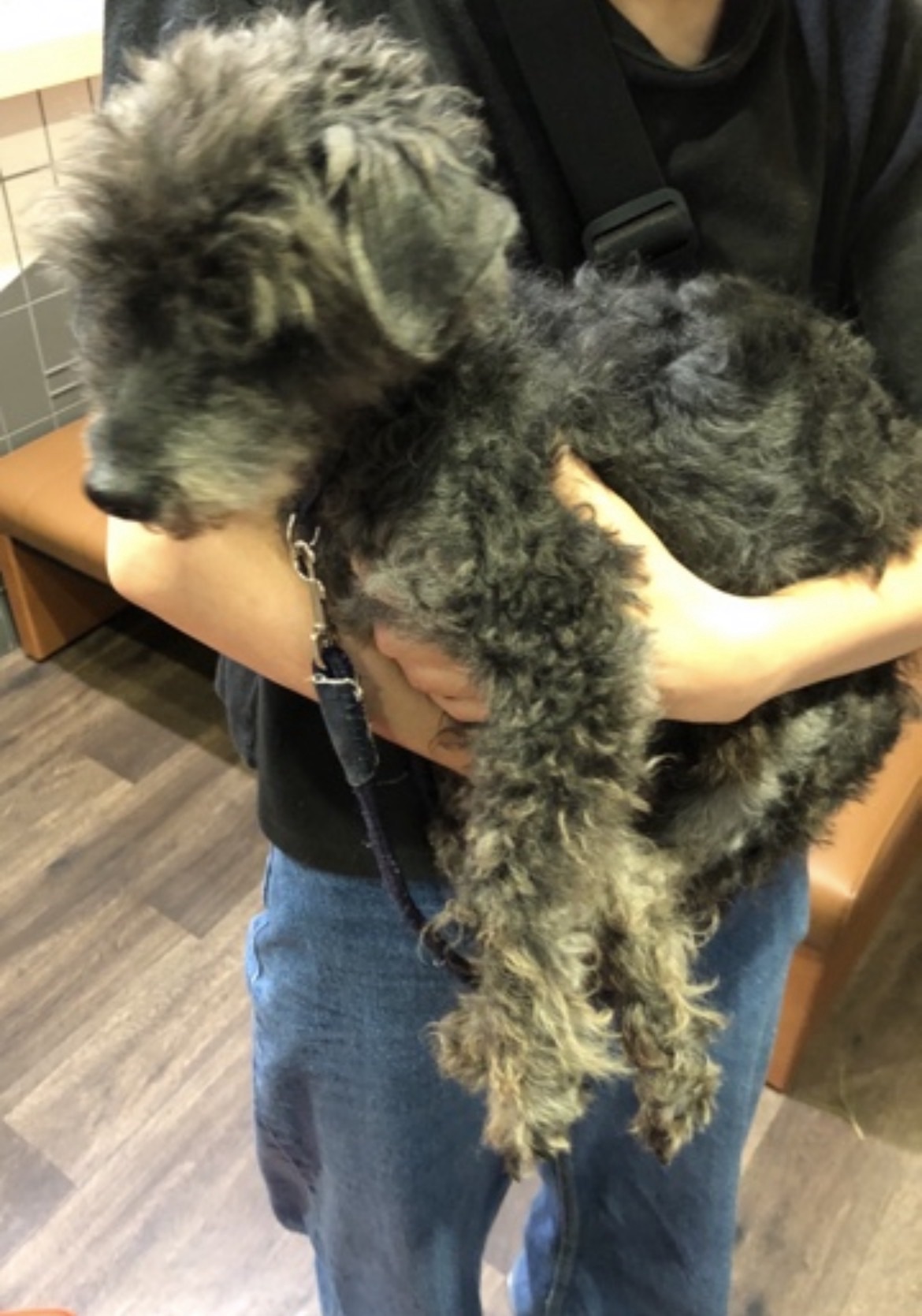 散歩中に保護した首輪のない黒い迷い犬